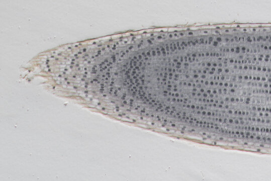 Typical plant cell of root tip, micrograph