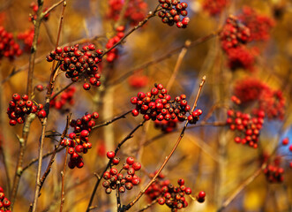 Red berries on a branch in golden sunlight in late autumn fall.