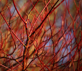 Red coloured tree branches of dogwood in autumn with great texture and colour of nature.