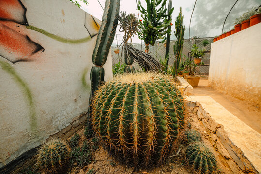 ball cactus in garden