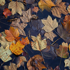 Fototapeta na wymiar Dead, fallen leaves laying in a pond or puddle in autumn