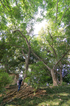 Hiker walking in green european forest