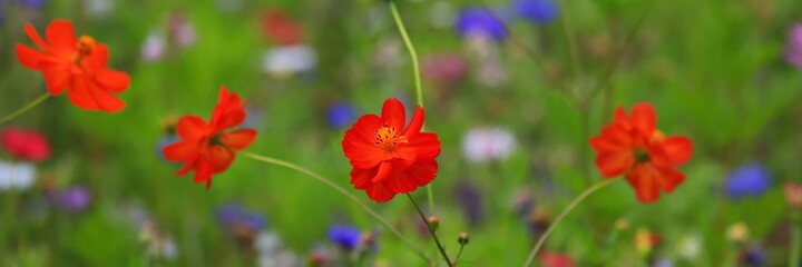 Farbenfrohe Blumenwiese mit verschiedenen Wildblumen