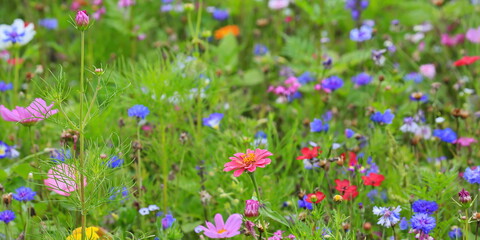 Fototapeta premium Farbenfrohe Blumenwiese mit verschiedenen Wildblumen
