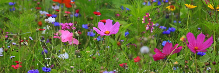 Obraz na płótnie Canvas Farbenfrohe Blumenwiese mit verschiedenen Wildblumen