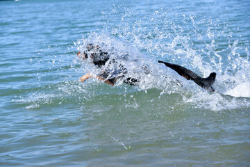 Obraz premium the dog is happy to swim in the lake for sticks in the summer on a hot day.