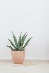A green agave plant in a ceramic pot near a wall