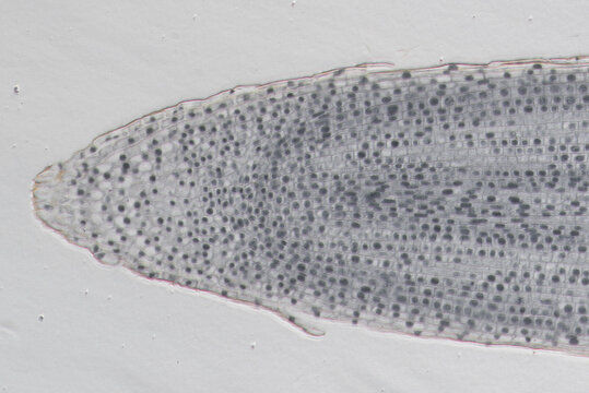 Typical plant cell of root tip, micrograph