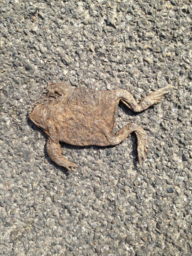 Dead frog on road