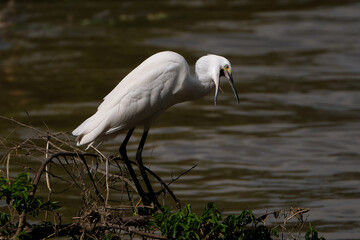 A egretta garzetta opening its beak and showing its tongue while alighted on a branch on the river.