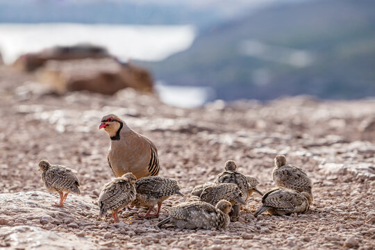 A Family of Partridges