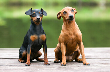 Sable brown and black and tan miniature pinscher portrait on summer time.  German miniature pinscher sitting outdoors on a wooden pier with green background. Smart and cute pincher with big funny ears