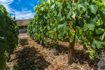 Fototapeta na wymiar View of in the vineyard in Burgundy home of pinot noir and chardonnay in summer day with blue sky