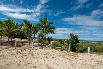 palm trees on the beach blue sky