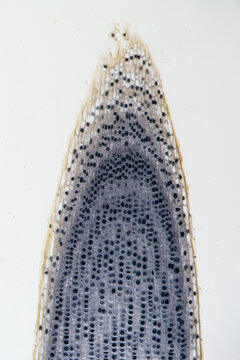 Typical plant cell of root tip, micrograph