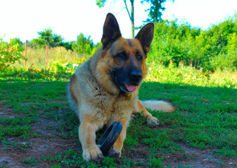 german shepherd dog