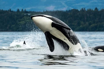 Fotobehang Orca Biggs orka-walvis springt uit de zee op Vancouver Island, Canada