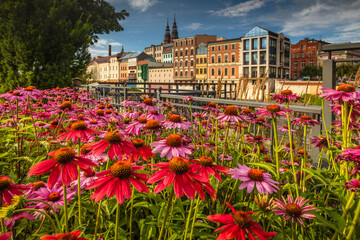 Fototapeta na wymiar Flowers in Opole Venice, with a pretty colours and light. Opolskie, Poland 