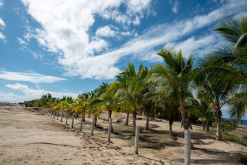 Fototapeta na wymiar palm trees on the beach blue sky