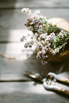 A bunch of flowering, fresh, Thyme
