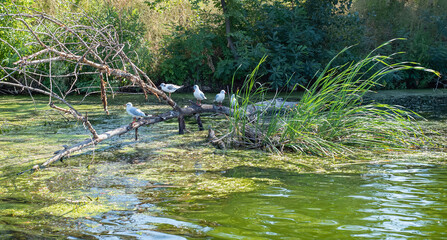 Black-headed gulls perched on a sunken tree trunk in a lake. Gulls Larus ridibundus rest on a dry snag lying near the river bank.
