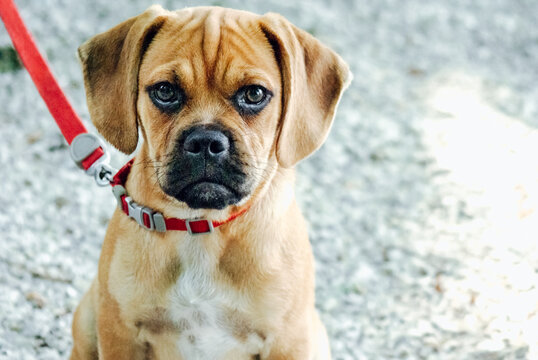 Puppy on Leash Looking at the Camera