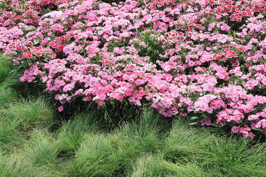 dianthus flower pink backgrounds bloom at spring