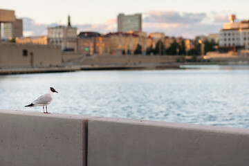 The seagull sits on the parapet of the lake against the backdrop of the city landscape