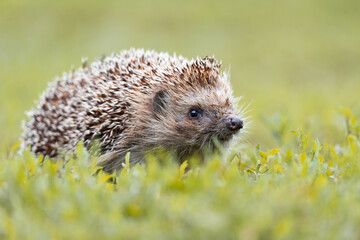 hedgehog on the grass