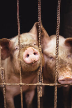 The pigs in the sty in Chinese rural