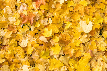 Autumn natural background with bright maple leaves.Red and orange leaves background. Outdoor. Colorful backround image of fallen leaves on ground in sunny morning light.perfect for seasonal use.