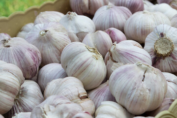 Dried garlic on a plastic tray.