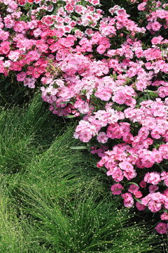 dianthus flower pink backgrounds bloom at spring