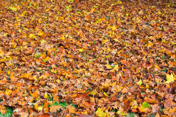 Fallen autumn leaves, texture