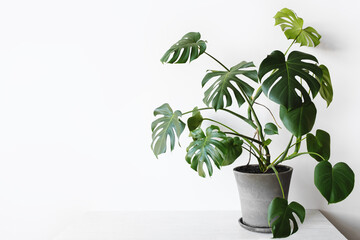 Monstera deliciosa or Swiss cheese plant in a gray concrete flower pot stands on a table on a white...