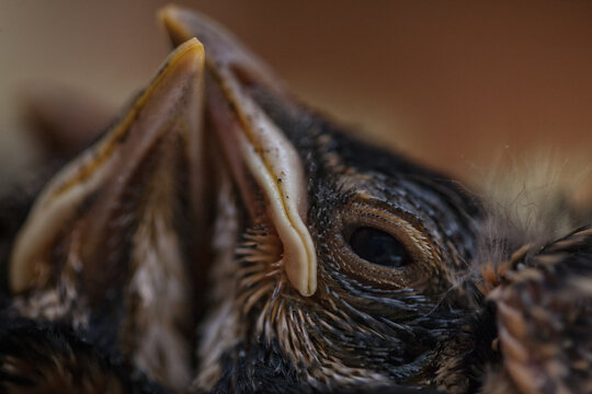 Baby Robins