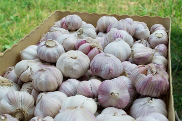 Dried garlic on a plastic tray.