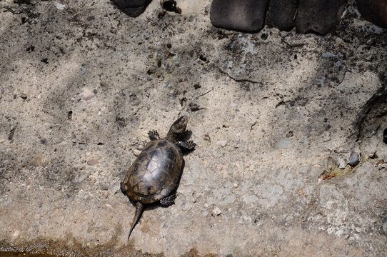 Turtle