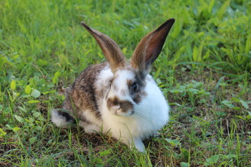 Fototapeta premium coniglio bianco e grigio da allevamento