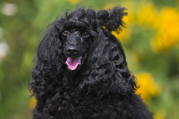 Portrait of charming amazing small poodle outside on hot spring summer day, with funny curly hair cut. Smartest dog breed medium caniche moyen  portrait in green blooming field with yellow flowers 