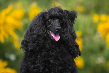 Portrait of charming amazing small poodle outside on hot spring summer day, with funny curly hair cut. Smartest dog breed medium caniche moyen  portrait in green blooming field with yellow flowers 