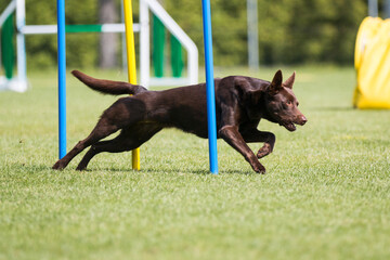 Purebred active chocolate brown Australian kelpie sheepdog running dog agility course with full...