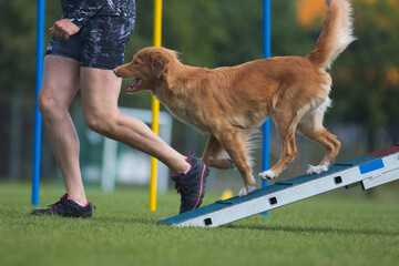 Sable gold working novoscotia duck tolling retriever running on dog walk on dog agility course competition with owner. Fast scottish toller winner running fast speed on outside grass field