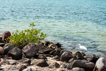 malecon la paz bcs beach view 