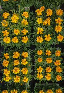 Trays of marigolds from above
