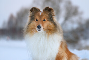 Stunning nice fluffy sable white and black tricolor shetland sheepdog, sheltie sitting outdoors on a snow on a cold sunny winter. Small lassie, little collie dogs pets with sweet pretty face outside 