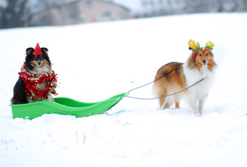 Sable black and white shetland sheepdog looking like harnessed sled reindeer Rudolph with Santa....