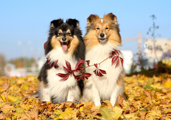 Autumn portrait of two cute and smiling shetland sheepdogs. Nice and beautiful shelties sitting...