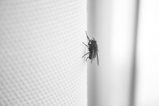 Fly perched on a fabric