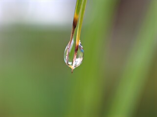 Closeup water drops on leaf in garden with blurred bcakground, macro image ,droplets on nature leaves ,dew in forest, soft focus for card design